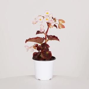 스톰엣지 베고니아 키우기쉬운 실내공기정화식물 인테리어식물 소형 모종