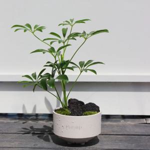 홍콩야자 정원 비단이끼 공기정화식물 데스크테리어