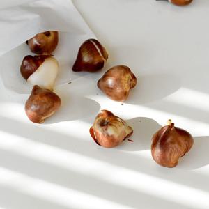 튤립 구근 식재(랜덤발송)