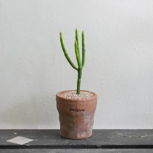 청산호 선인장 (연필 선인장)