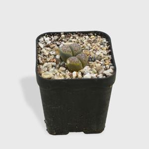 리톱스 소형 미니다육 선인장 인테리어 반려식물