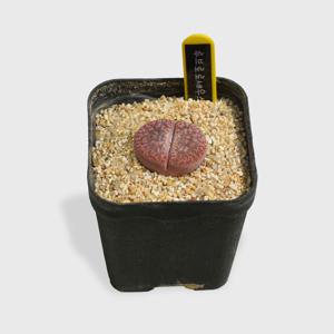 리톱스 루브로로세우스 소형 미니다육 선인장 인테리어 반려식물