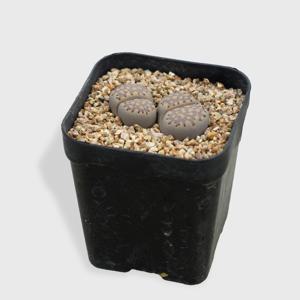 리톱스 줄리 소형 미니다육 선인장 인테리어 반려식물