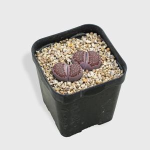 리톱스 사토스 바이올렛 소형 미니다육 선인장 인테리어 반려식물