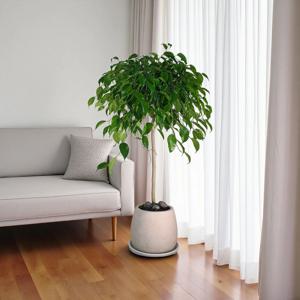 킹벤자민 농장용 기본화분 (분갈이용) 화분포함 총 100cm 공기정화식물 개업선물