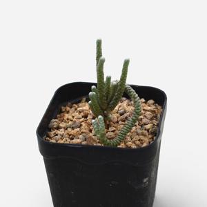 알비시마 소형 미니다육 선인장 인테리어 반려식물