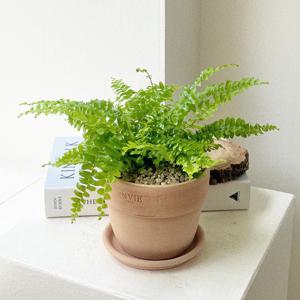 보스톤고사리 실내공기정화식물 베트남토분 플랜테리어 보스턴 키우기쉬운