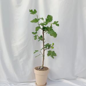 귀여운 무화과 나무 열매보기 중형 or 대형