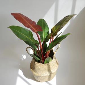 레드 콩고 중 + 해초라탄 바구니 공기정화식물 플랜테리어 인테리어화분 키우기쉬운식물
