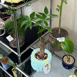 파키라  POT COVER SET 행운 재물 풍요 / 화분선물 거실화분