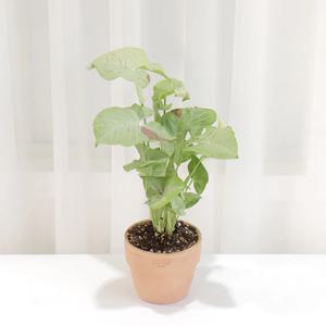 싱고니움 밀크컨페티 무늬 싱고 밀크컨베티 수입 희귀 식물키우기