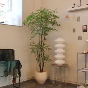 남천나무 동일품 대형화분 카페 사무실 거실 인테리어 개업축하 화분