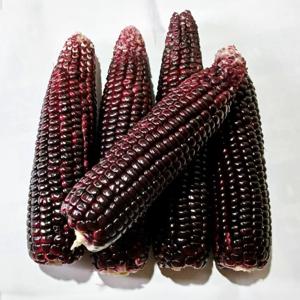 해남 블랙베리 찰옥수수 10개 20개 30개 (특/16cm 이상)