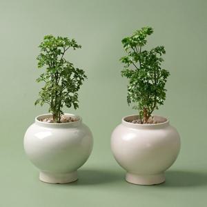 파슬리 폴리셔스 달항아리 화분 식물 분갈이 완제품 인테리어 도자기 화분 행운 재물운 복