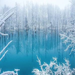 [독점할인] 홋카이도 아사히야마 동물원 & 닝구르 테라스 투어