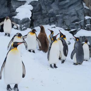 [독점할인] 홋카이도 아사히야마 동물원 & 사계채의 언덕 투어