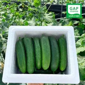 수분 가득 양주농부 클로렐라 미니오이 1kg (15개-20개)