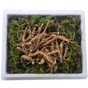 천생삼 산양산삼 못난이 파지삼 5-6년근 B급 50g(25-35뿌리) 산삼 산양삼 장뇌삼