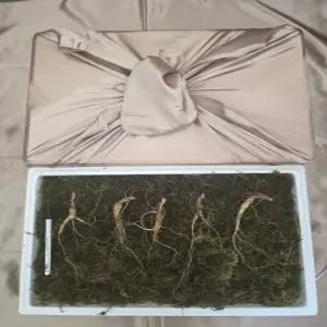 천생삼 산양산삼 7~8년근 정삼 5뿌리 산삼 산양삼 장뇌삼