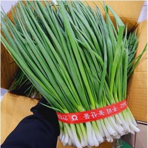 국내산 쪽파 1kg 내외 1단