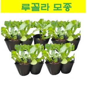 채소모종/ (루꼴라) 루꼴라모종 20개 MJ08