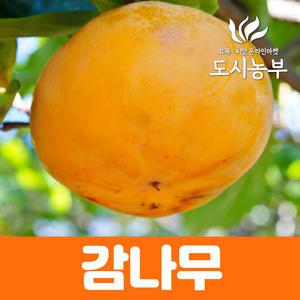 감나무묘목 조추왕단감 진영단감 변이종/도시농부23