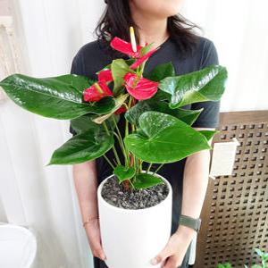 꽃 안스리움 빨강 지름 18cm 화이트 개업, 생일, 승진, 개업화분, 영전화분