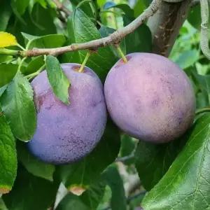 싱싱햇 생과 푸룬자두 생푸룬 푸른 프룬 자두 1kg 2kg
