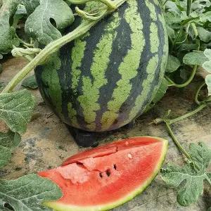 고령 함안 꿀 수박 10kg 이상 가을수박 고창수박 고령 수박 한통 함안수박 맛있는수박 고당도수박