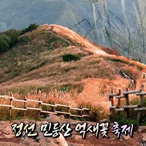 [강원] 정선 민둥산 억새꽃 축제(민둥산은빛억새축제) 트레킹 당일여행 /가을단풍/국내여행/ 서울경기出