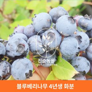 직접키운 블루베리 결실주 묘목