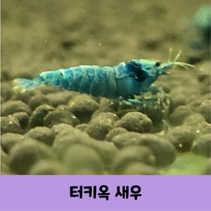터키옥 새우 비쉬림프 열대어 5마리