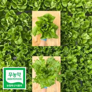 친환경 무농약 유럽 샐러드 채소 모듬 쌈 야채 깨끗한 수경재배 1kg