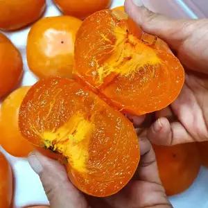 싱싱햇 청도반시 반시 청도홍시 연시감 홍시감 감 5kg