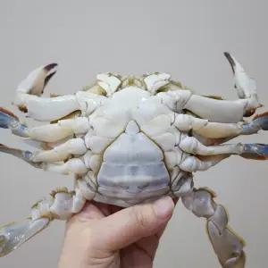 서해안 활꽃게 암꽃게 5kg