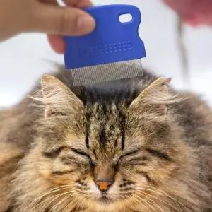 반려동물 눈꼽 제거 빗 강아지 고양이 눈가 청소 브러시 털 관리 용품 (WFJUK7H)
