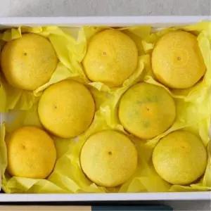추석 명절 선물세트 고급 제주 황금향 2kg 중대과