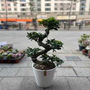 [아트플라워] 가지마루펜더(S자형) 인삼팬더 고무나무 가지마루 펜다 공기정화식물 인테리어 선물