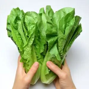 국내산 아삭아삭 통로메인 로메인 상추 2kg