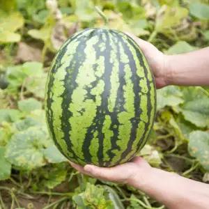 [농협공판장] 정성드린 익산 꿀 수박 8-9kg/에어셀 포장
