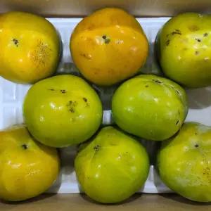 청도 창녕 태추 단감 5kg 19-25과 중대과 못난이 단감 창녕단감 배단감 대추단감 태추감 배감 생감 햇단감