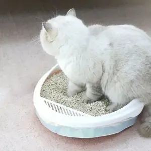 고양이 화장실 은박 배변봉투 모래용 부산 (WFIX8H5)