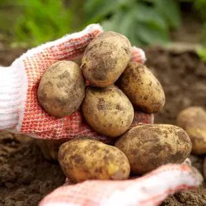 포슬포슬 국내산 햇 감자 3kg / 5kg