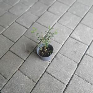 마오리소포라 소품 30~50cm 야생화 행잉플랜트 화분