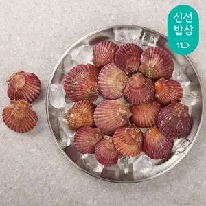 25년 통영에서 온 홍가리비 1kg (25-35미)