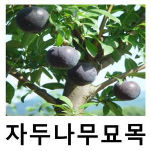 자두나무 묘목 흑자두 바이오체리 접목1년 특묘 3주묶음