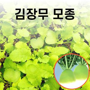 파머씨드 무모종 15개 김장무 무우 가을 모종