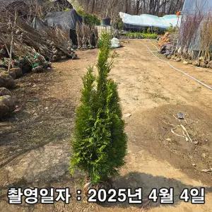 에메랄드그린 / 80cm