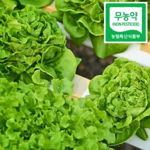 국내산 무농약 유러피안 샐러드 쌈 채소 800g (2종이상 랜덤발송)