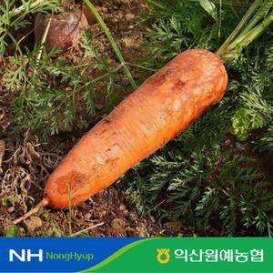 [익산원예농협] 국내산 햇 흙당근 2kg (상)